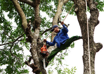 Hình ảnh dịch vụ chặt cây xanh ap